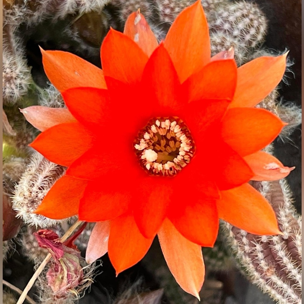 Red Chief Peanut Cactus